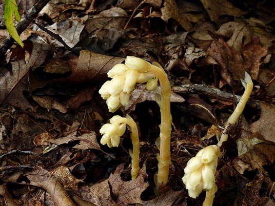 {Hypopitys monotropa}
